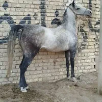 اسب مادیان کرد