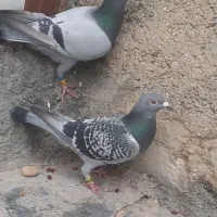 پلاکی مسافتی