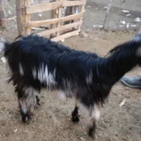 یک راس کهره