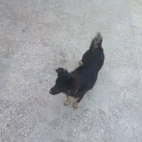 سگ پیدا شده در محله ی چاهستانیها بلوار امام حسین