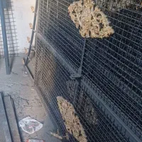 فنس کشی و احداث باغ|خدمات باغبانی و درختکاری|ماکو, |دیوار