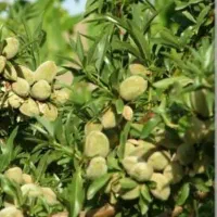 ارائه و تولید نهال بادام خوشه ای