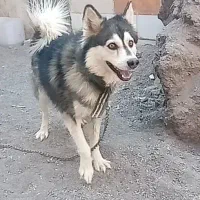 سگ هاسکی حرف گوش کن|سگ|کرمان, |دیوار