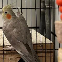 عروس هلندی آهویی ماده و سینامون نر