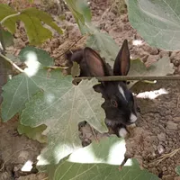 خرگوش