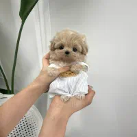 maltipoodle مالتیپودل|سگ|تهران, جنتآباد مرکزی|دیوار