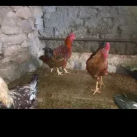 ۳۰ عدد خروس محلی