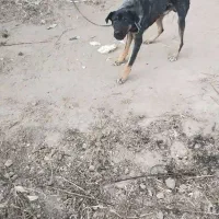 سگ عراقی|سگ|چهاربرج, |دیوار