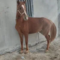 اسب|اسب و تجهیزات اسب‌سواری|جم, |دیوار