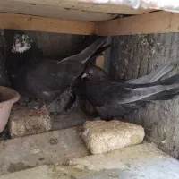 نر و ماده سرکه ای عتیقه|پرنده|فارسان, |دیوار