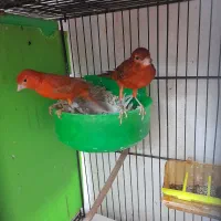 قناری رو جوجه