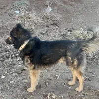 سگ نگهبان و گله|سگ|زنجان, |دیوار