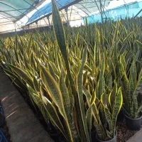 گلهای زیبا|گل و گیاه طبیعی|ساری, |دیوار