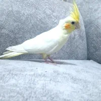 هرکس هلندی نر|پرنده|سرایان, |دیوار