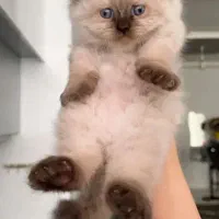 بچه گربه های اشرافی و زیبا|گربه|بیرجند, |دیوار