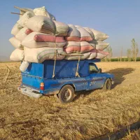 کاه لوبیا