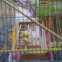 مرغ عشق|پرنده|اصفهان, شهرک میلاد|دیوار