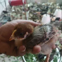 جوجه ی ماهه|حیوانات مزرعه|بهبهان, |دیوار