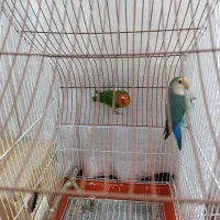 یه جفت طوطی برزیلی باقفس|پرنده|شیراز, شهرک کوشکک|دیوار