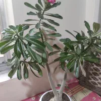 گل ادنیوم درحال گل دهی