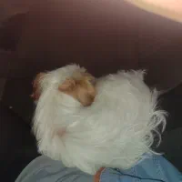 سگ خانگی نژاد ترییِر|سگ|سیلوانه, |دیوار