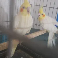 جفت عروس لوتینیو مولد|پرنده|بندرعباس, |دیوار