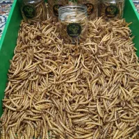 میلورم سوپر ورم زنده خشک|خزنده|اهواز, نادری|دیوار