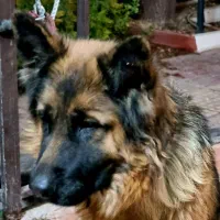 ژرمن وارداتی با مدارک مستند|سگ|ماهدشت, |دیوار