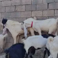 یک راس بز نر گلابی با شش بز گلابی ونژدی