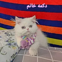 ۴عدد گربه پرشین،سیامی وبرتیش