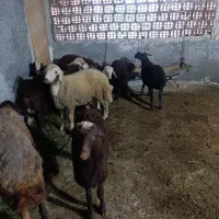 فروش بره گوسفند|حیوانات مزرعه|بندر گز, |دیوار