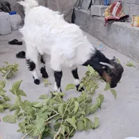 کهره|حیوانات مزرعه|جم, |دیوار