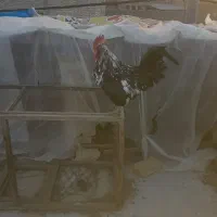 خروس گلین لری