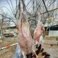 قربونی تا محرم *گوسفند چاق سرحال-چراگاهی صحرا گرد