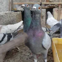 کبوتر