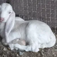 بزپاکستانی کهره نرگلابی فروشی|حیوانات مزرعه|جیرفت, |دیوار