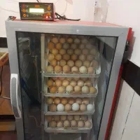 دستگاه جوجه کشی ۵۶۰تایی|لوازم جانبی حیوانات|تایباد, |دیوار