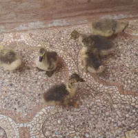 غاز و قوغاز