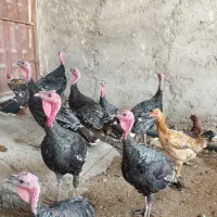 مرغ|حیوانات مزرعه|زهک, |دیوار