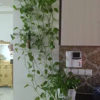 گل پتوس زیبا خوش رنگ مناسب خاص پسندان