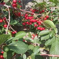 هرس انواع درختان میوه|خدمات باغبانی و درختکاری|تبریز, |دیوار