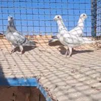 گرفتنی به شرط پرش