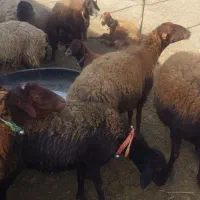 میش افشاری|حیوانات مزرعه|دزپارت, |دیوار