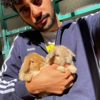 خرگوش مینی لوپ فرانسوی