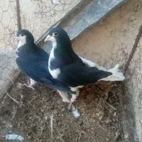 خال گلی وچپ گلی، چپ سیاه وساده سیاه