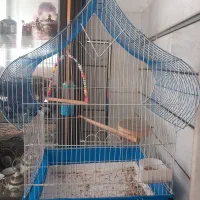 گرینچیک|پرنده|خمینی‌شهر, |دیوار