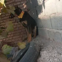 سگ دو رگه سرحال|سگ|خانمیرزا, |دیوار