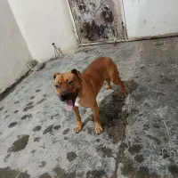 واگذاری سگ پیت بول|سگ|کرمانشاه, |دیوار