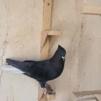 تعدادی ماده درجه یک|پرنده|مرودشت, فیروزی|دیوار