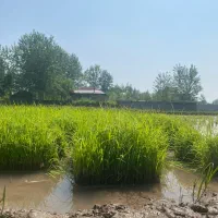فروش توم(نشا) هاشمی اصل استانه